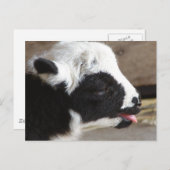 Newborn Lamb Briefkaart (Voorkant / Achterkant)