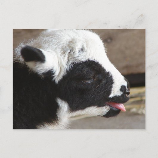 Newborn Lamb Briefkaart (Voorkant)