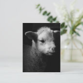 Newborn Lamb Briefkaart (Staand voorkant)