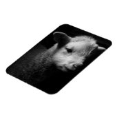 Newborn Lamb Magneet (Linkerzijde)
