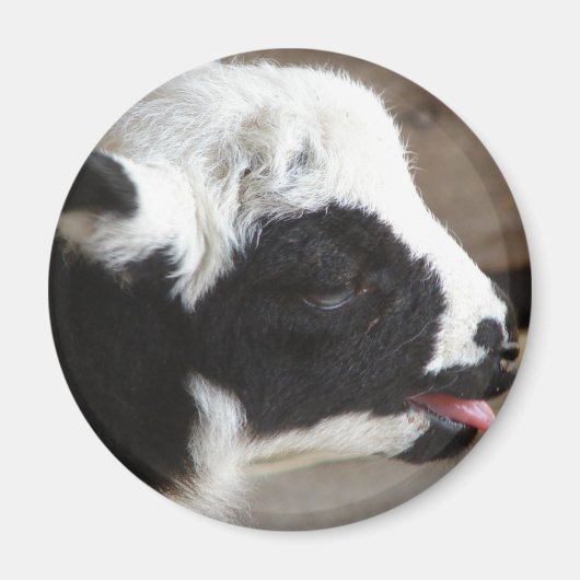 Newborn Lamb Magneet (Voorkant)