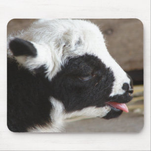 Newborn Lamb Muismat