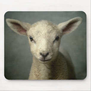 Newborn Lamb Muismat