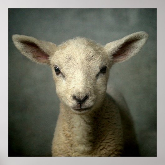 Newborn Lamb Poster (Voorkant)