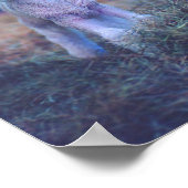 Newborn Lamb Poster (Hoek)