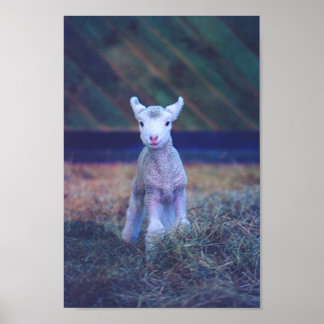 Newborn Lamb Poster