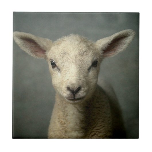 Newborn Lamb Tegeltje (Voorkant)