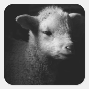 Newborn Lamb Vierkante Sticker