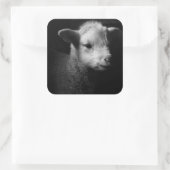 Newborn Lamb Vierkante Sticker (Tas)