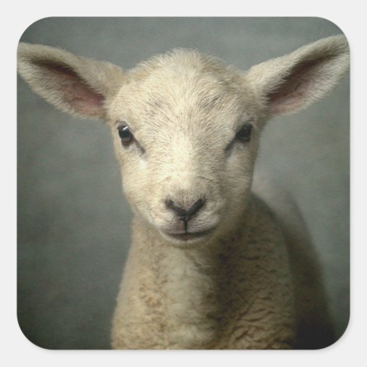 Newborn Lamb Vierkante Sticker (Voorkant)