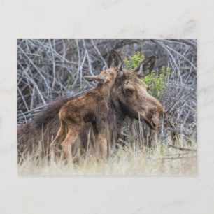 Newborn Moose Calf Nuzzling zijn moeder Briefkaart