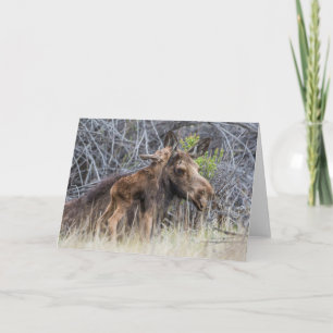 Newborn Moose Calf Nuzzling zijn moeder Kaart