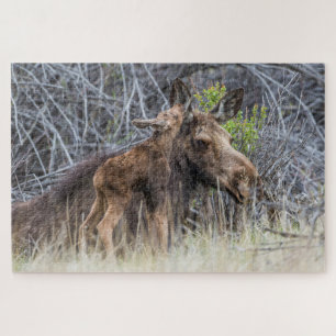 Newborn Moose Calf Nuzzling zijn moeder Legpuzzel