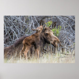 Newborn Moose Calf Nuzzling zijn moeder Poster