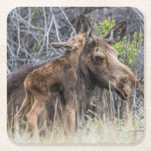 Newborn Moose Calf Nuzzling zijn moeder Vierkante Kartonnen Onderzetter