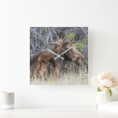 Newborn Moose Calf Nuzzling zijn moeder Vierkante Klok (Huis)