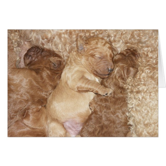 Newborn-reeks-08 (Voorkant Horizontaal)