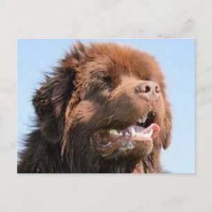 newfie brown.png briefkaart