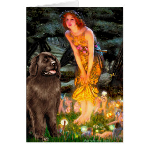 Newfie (bruin) - MidEve