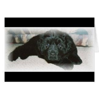 Newfie-liefde