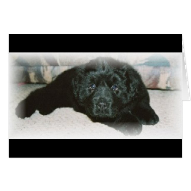 Newfie-liefde (Voorkant Horizontaal)