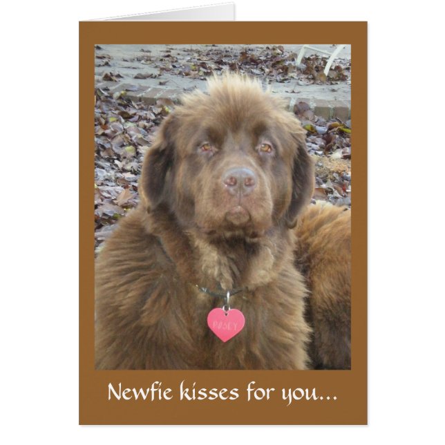 Newfie t'embrasse... (Devant)