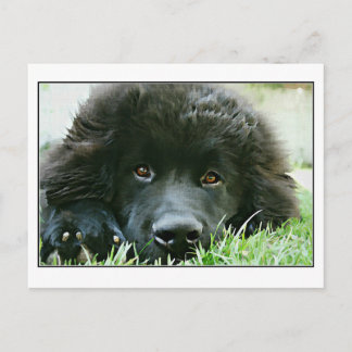 Newfoundland Briefkaart