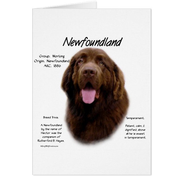 Newfoundland (Bruin) Geschiedenis Ontwerp (Voorkant)