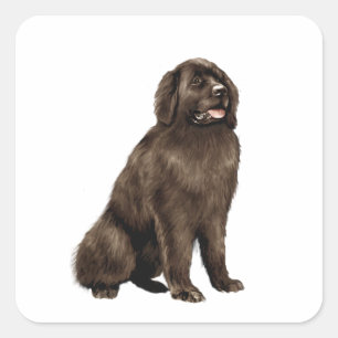 Newfoundland - bruin zit vierkante sticker