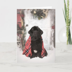 Newfoundland Christmas Card Kaart