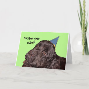 Newfoundland Dog Birthday Card Kaart