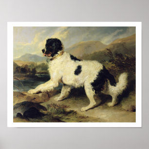 Newfoundland Dog genaamd Lion, 1824 (olie op doek) Poster