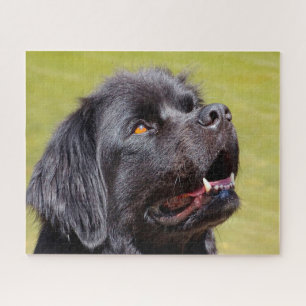 Newfoundland Dog. Legpuzzel