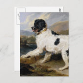 Newfoundland Dog Painting Briefkaart (Voorkant / Achterkant)