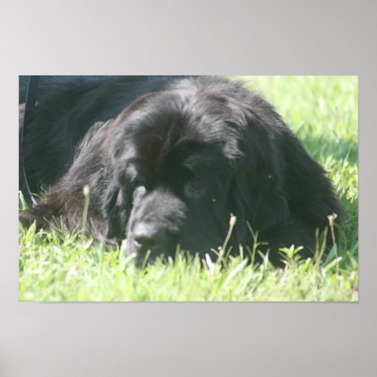 Newfoundland Dog Photo Print (Voorkant)