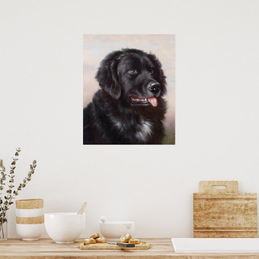 Newfoundland Dog Portrait Poster (Keuken)
