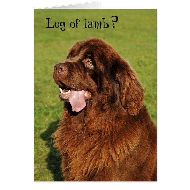 Newfoundland Funny Card (Voorkant)