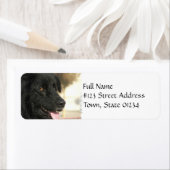 Newfoundland Hond Retouradres Label (Insitu)