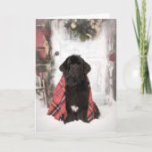 Newfoundland Kerst Kaart (Voorkant)