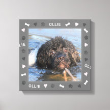 Newfoundland Newfie Foto en Naam