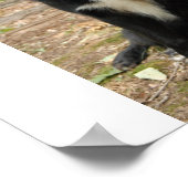 Newfoundland Puppy Poster (Hoek)