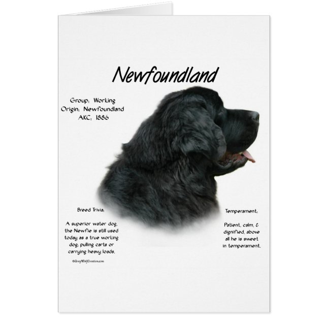 Newfoundland (zwart) Geschiedenis Ontwerp (Voorkant)