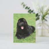 Newfoundlandhond Briefkaart (Staand voorkant)