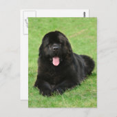 Newfoundlandhond Briefkaart (Voorkant / Achterkant)