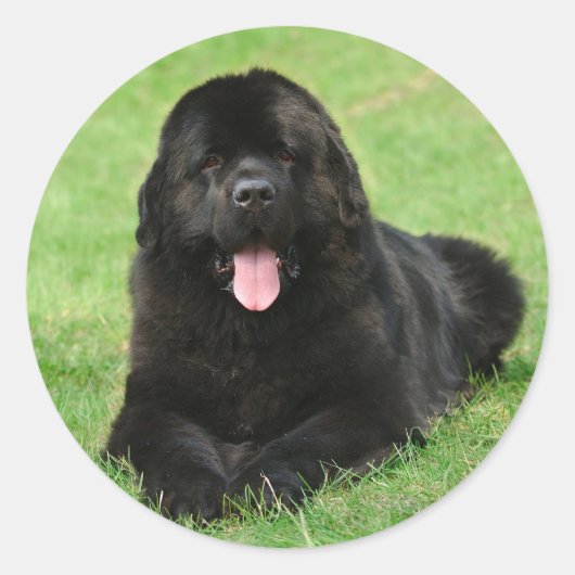 Newfoundlandhond Ronde Sticker (Voorkant)