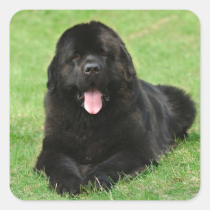 Newfoundlandhond Vierkante Sticker