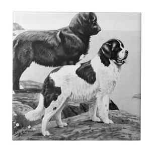 Newfoundlandhonden - illustratie tegeltje