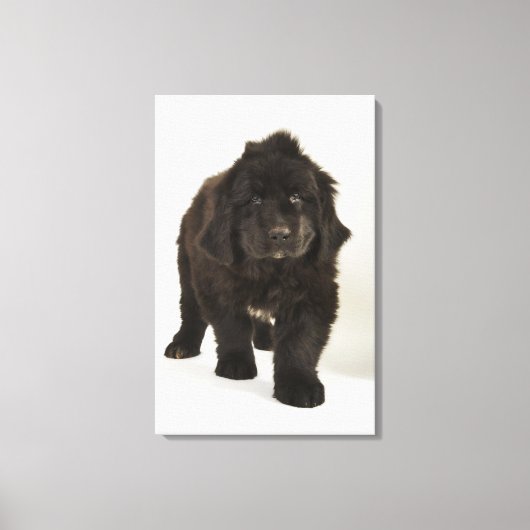 Newfoundlandpuppy, studio shot canvas afdruk (Voorkant)