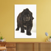Newfoundlandpuppy, studio shot canvas afdruk (Insitu (Woonkamer))