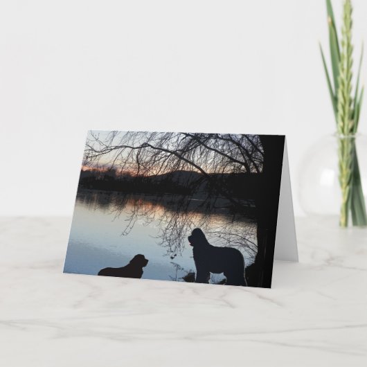 Newfounland hond Groeten Kaart (Voorkant)